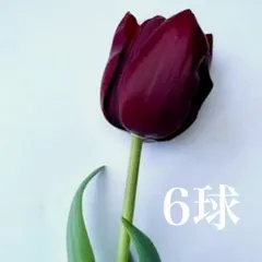 クラシックな形が美しいチューリップ’ナイトビジョン'の球根　6球｜在庫あり
