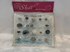 No.558 貝殻標本 20種 シェルコレクション 貝標本 標本セット 学習教材 コレクション レトロ Shell Co｜在庫あり