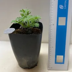 【送料無料】多肉植物　コーデックス　ペラルゴニウム　アッペンディクラツム　抜き苗　根付き