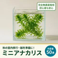 【初心者も安心】無農薬ミニアナカリス50本 スネール対策済 水草 メダカ 金魚 アウトレット