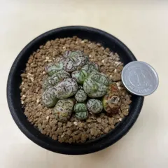 多肉植物　(コノフイツム)オブコルデルム　スペクタビレ　抜き苗　根付き 新着