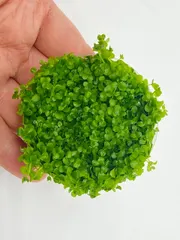 【組織培養】ニューラージパールグラス 直径約6cm 無農薬 無害虫 水草 前景草 絨毯 送料無料