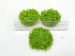 【送料無料】キューバパールグラス 大量 直径6cm✖️3個　 無農薬 スネールなし 水草 前景草 カーペット 水槽 アクアリウム