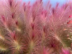 【無農薬】リスノシッポ 5本 有茎草 水草 後景草 トリミング済み アクアリウム 水槽 エビ メダカ アウトレット
