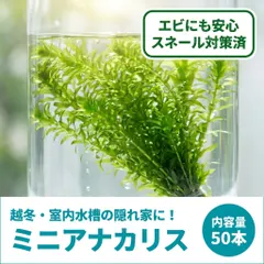 【送料無料】【秋冬の隠れ家に】無農薬 ミニアナカリス 50本 水草 メダカ 金魚 スネール