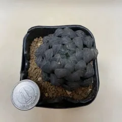 多肉植物　ハオルチア  ドドソン紫(大)  抜き苗　根付き アウトレット