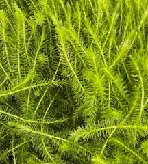 【即納】【無農薬】ラージマヤカ 5本 有茎草 水草 後景草 マヤカ アクアリウム 水槽 エビ メダカ