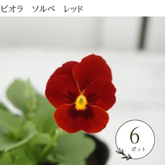 生産者直送♪　【６ポットセット】ビオラ　ソルベ　レッド　　苗　セット　まとめ売り　花苗 大量　花壇苗　ビオラ苗 アウトレット