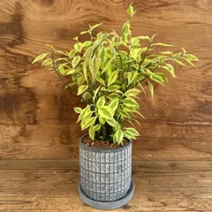ペディランサス ダイギンリュウ 陶器鉢 現品 大銀竜 ダイギンリュウ Pedilanthus tithymaloides アウトレット