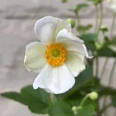 【即納】花終わり　シュウメイギク つきあかり 白花一重 3.5号ポット苗