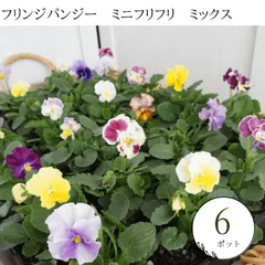 【激安】生産者直送♪　【６ポットセット】フリンジパンジー　ミニフリフリ　ミックス　　苗　セット　まとめ売り　花苗 大量　花壇苗　