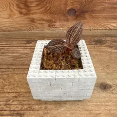 アネクトキルス ロスクバーギーUSA １株 ブロックポット付きA① 現品 ラン科 Orchidaceae アネクトキルス セール