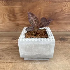 【即納】アネクトキルス ロスクバーギーUSA １株 ブロックポット付きA② 現品 ラン科 Orchidaceae アネクトキルス