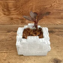 アネクトキルス ロスクバーギーUSA １株 ブロックポット付きB① 現品 ラン科 Orchidaceae アネクトキルス｜在庫あり
