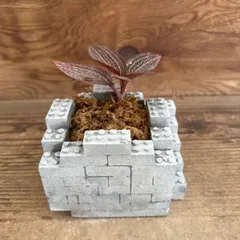 【送料無料】アネクトキルス ロスクバーギーUSA １株 ブロックポット付きB② 現品 ラン科 Orchidaceae アネクトキルス