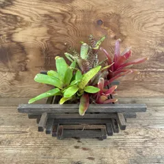 ネオレゲリア　ハイブリッド　★ハンドメイド★木製鉢カバー付き　現品 Neoregelia hybrid 交配種 交配   アウトレット
