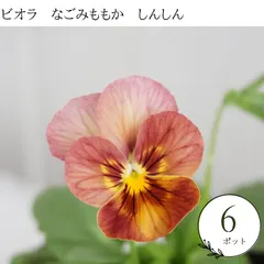 【期間限定】生産者直送♪　【６ポットセット】ビオラ　なごみももか　しんしん　　苗　セット　まとめ売り　花苗 大量　花壇苗　ビオラ苗