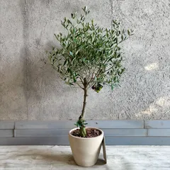 【送料無料】人気品種　大型　幹太　美形　オリーブの木　souju　ミッション　11号　テラコッタ鉢植え　ストーンベージュ　受け皿付き