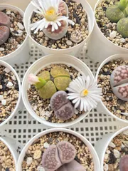 【激安】多肉植物 リトープス 3個セット 開花株入り お買い得