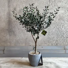 【期間限定】【特価商品】人気品種　美形　オリーブの木　souju　ルッカ　8号　テラコッタ鉢植え　グレイッシュ　受け皿付き