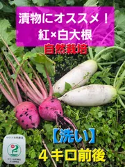 【期間限定】自然栽培紅×白大根【洗い】４キロ前後