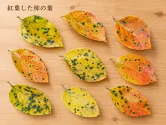 紅葉した柿の葉 秋色の自然素材 リース スワッグ ハンドメイド素材｜在庫あり