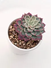 【期間限定】多肉植物　沙羅姫牡丹ｘビヨンテ　韓国苗