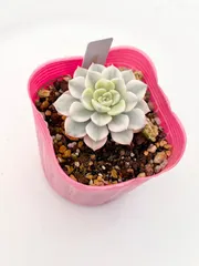 【送料無料】多肉植物　ティンカーベル錦　韓国苗