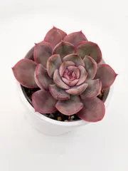 多肉植物　ルノワール　韓国苗 新着