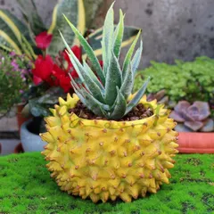 【期間限定】新品未使用 ドラゴンフルーツ植木鉢ミニアクセサリー 多肉植物用家庭用植木鉢 リアルフルーツ型植木鉢容器 卸売