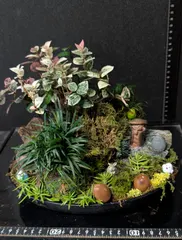 26102105苔庭 セール