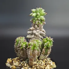ユーフォルビア ホリダモンストローサ 2.5号（7.5cm鉢）*1041｜在庫あり