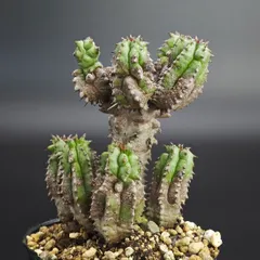 中古 ユーフォルビア ホリダモンストローサ 2.5号（7.5cm鉢）*1042 即納