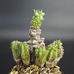 【激安】ユーフォルビア ホリダモンストローサ 2.5号（7.5cm鉢）*1043