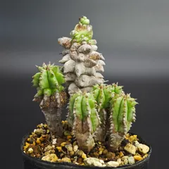 中古 ユーフォルビア ホリダモンストローサ 2.5号（7.5cm鉢）*1044 即納