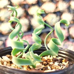【激安】球根植物 アルブカコンコルディアナ 実生 小 抜き苗