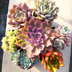 【激安】多肉植物 エケベリア  7種セット ei1 抜き苗