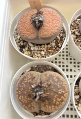 多肉植物 リトープス 大苗 2株セット 抜き苗 お買い得 送料無料