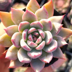 【期間限定】多肉植物 エケベリア コロラータタパルパ✕カマノイプエブラ 実生 抜き苗