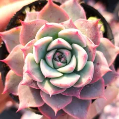 【即納】多肉植物 エケベリア シムランスラグナサンチェス✕チワワエンシスルビーブラッシュ 実生 抜き苗