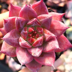【即納】多肉植物 エケベリア コロラータアテマハック 実生 抜き苗