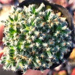 塊根植物 トリコディアデマ デンサム 抜き苗 新着