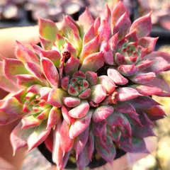 中古 多肉植物 エケベリア レインナイト 抜き苗 即納