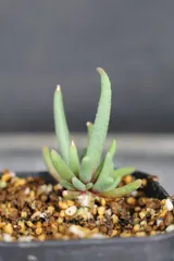 2593 フィロボルス テヌイフロルス 　/　Phyllobolus Tenuiflorus　信州実生 送料無料