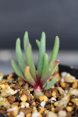 2588 フィロボルス テヌイフロルス 　/　Phyllobolus Tenuiflorus　信州実生 送料無料