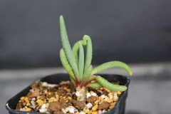 【送料無料】2572 フィロボルス テヌイフロルス 　/　Phyllobolus Tenuiflorus　信州実生