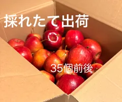 アルプス乙女 信州産 姫リンゴ 約2kg 採れたて出荷 送料無料