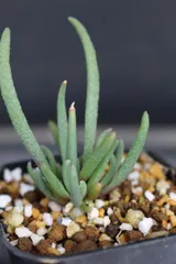 【激安】2587 フィロボルス テヌイフロルス 　/　Phyllobolus Tenuiflorus　信州実生