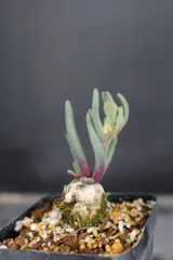 2312　フィロボルス　エーンリエット　/　 Phyllobolus ssp. eenriet　信州実生 アウトレット