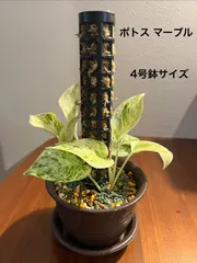 【期間限定】ポトス マーブル 4号鉢 モスポール仕立て